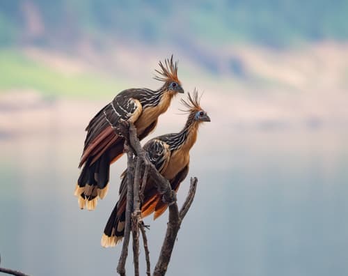 Hoatzin