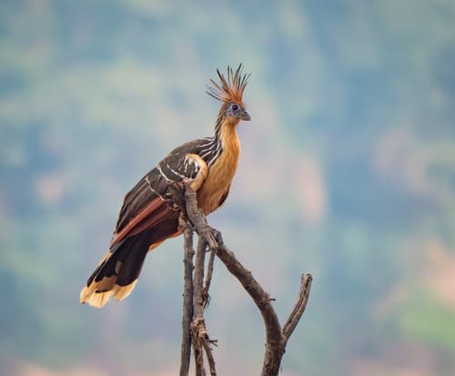 Hoatzin