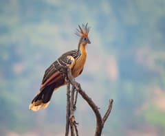 Hoatzin