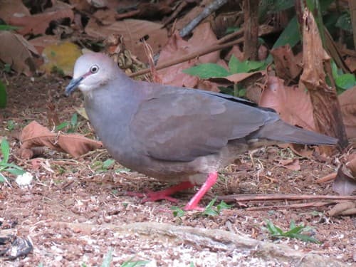 Gray-chested Dove