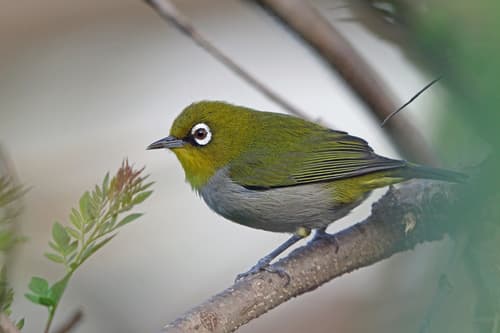 Malagasy White-eye