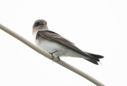 Grey-throated Martin
