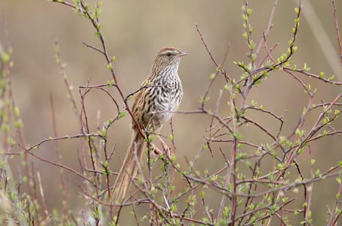 New Zealand Fernbird