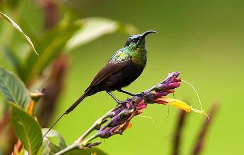 Bronze Sunbird