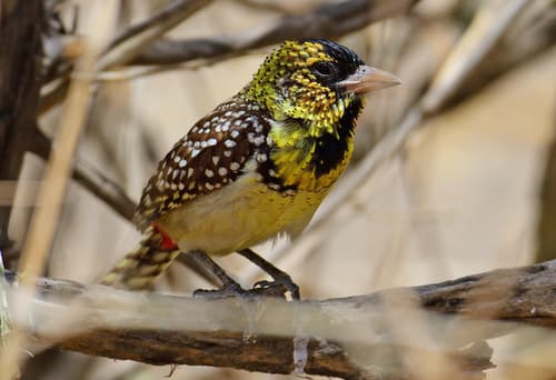 D'Arnaud's Barbet