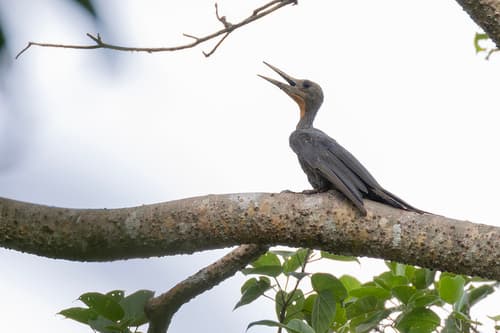Great Slaty Woodpecker