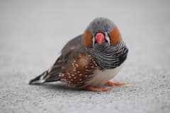 Zebra Finch