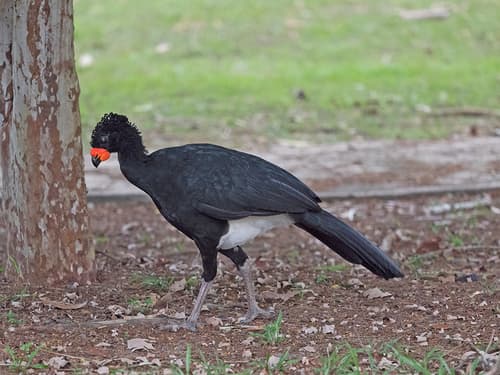 Red-billed Curassow
