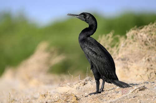 Socotra Cormorant