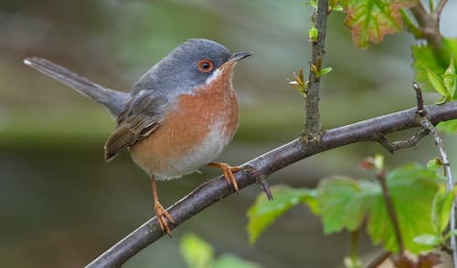 Western Subalpine Warbler