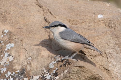 Eastern Rock Nuthatch