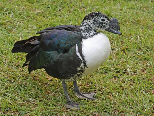Comb Duck