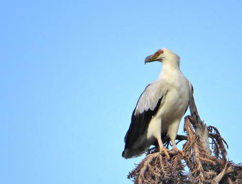 Palm-nut Vulture