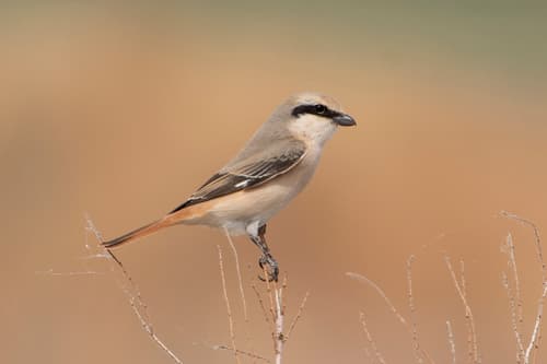 Isabelline Shrike