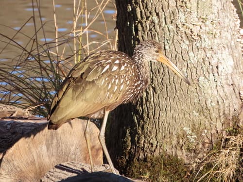 Limpkin