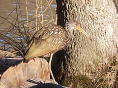 Limpkin