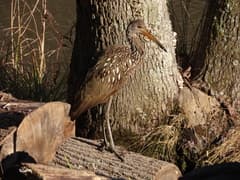 Limpkin