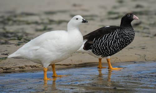 Kelp Goose