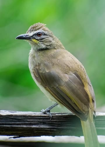 White-browed Bulbul