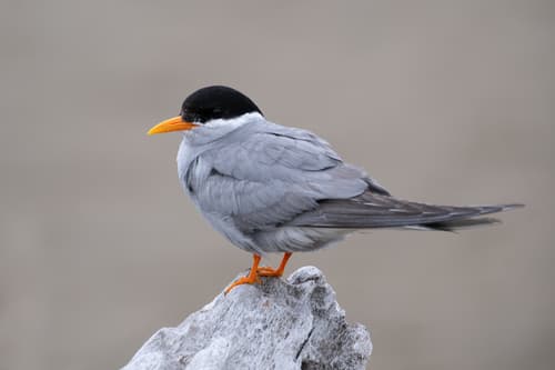 Black-fronted Tern