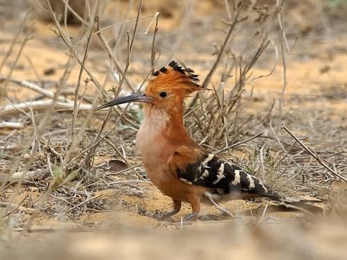 Madagascar Hoopoe