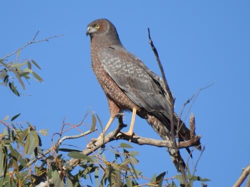 Spotted Harrier