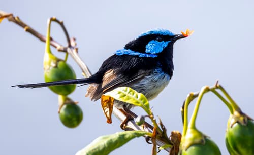 Fairy-wren (Superb)