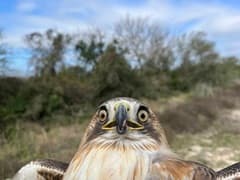 Red-tailed Hawk