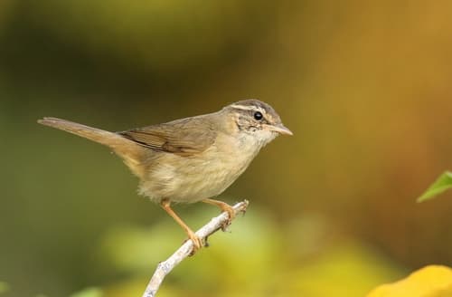 Radde's Warbler