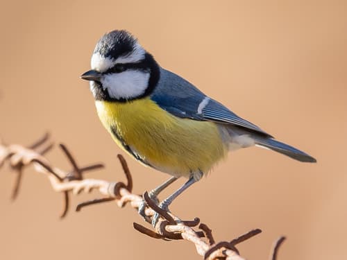 African Blue Tit