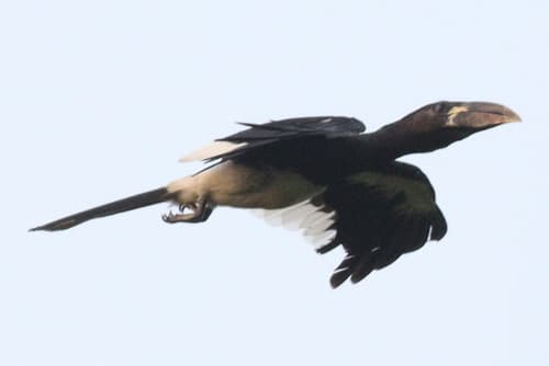 Piping Hornbill