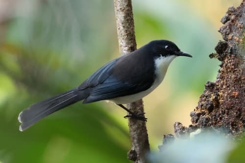Black-backed Sibia