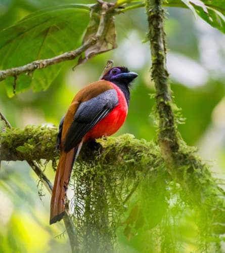 Diard's Trogon
