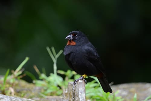 Lesser Antillean Bullfinch