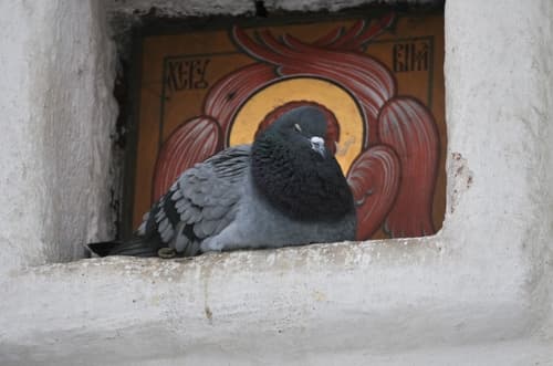 Rock Dove