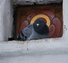 Rock Dove