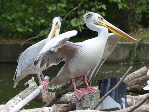 Pink-backed Pelican