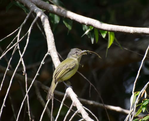 Gray-crowned Flatbill