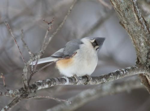 Tufted Titmouse