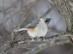 Tufted Titmouse