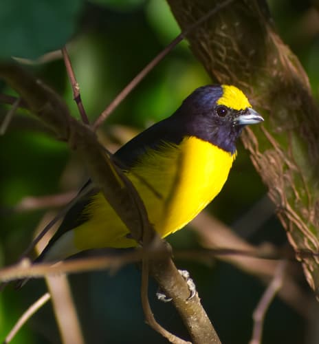 West Mexican Euphonia