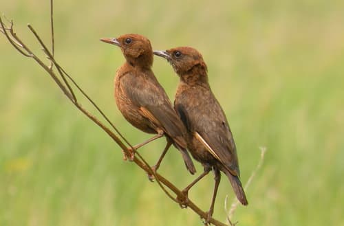 Southern Anteater-Chat