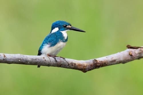 Small Blue Kingfisher
