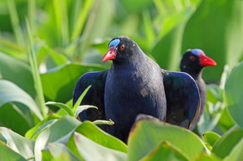 Allen's Gallinule