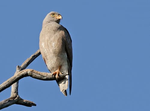 Rufous-winged Buzzard