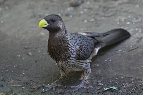 Western Plantain-eater