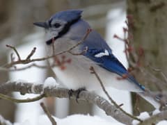 Blue Jay
