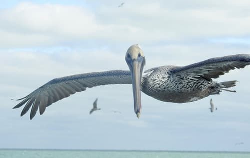 Brown Pelican