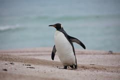 King Penguin