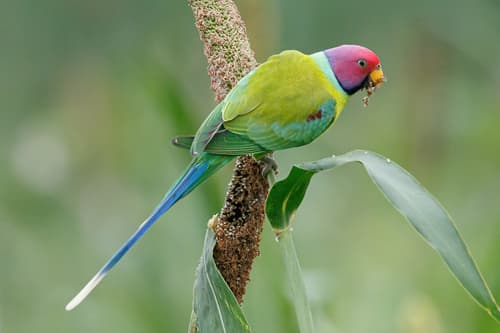Plum-headed Parakeet